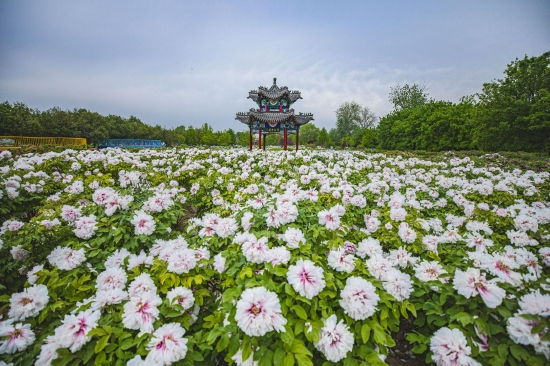 （菏澤市曹州牡丹園。圖片來源：杜昊）